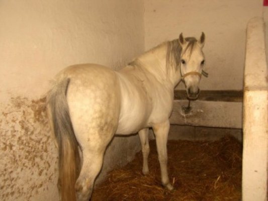 Percheziţii în Limanu, la un hoţ care a furat un cal şi l-a mâncat!